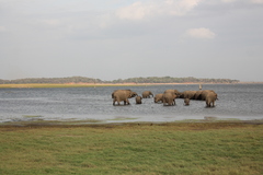 Elephas maximus maximus