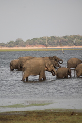 Elephas maximus maximus