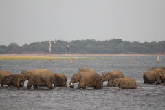 Elephas maximus maximus