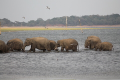 Elephas maximus maximus