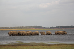 Elephas maximus maximus