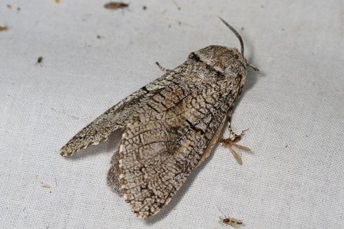 Aspen Carpenterworm photo 2