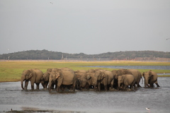 Elephas maximus maximus