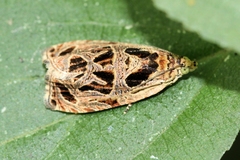 Olethreutes tilianum