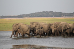 Elephas maximus maximus