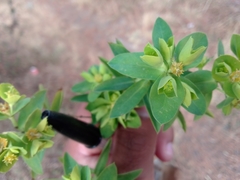 Tithymalus