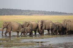 Elephas maximus maximus