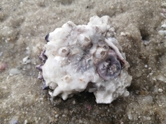 Saccostrea cuccullata