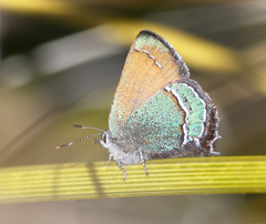 Callophrys mcfarlandi