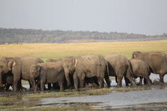 Elephas maximus maximus