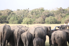 Elephas maximus maximus