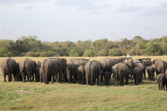 Elephas maximus maximus