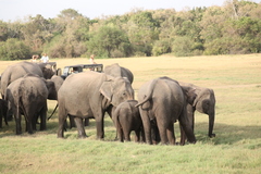 Elephas maximus maximus