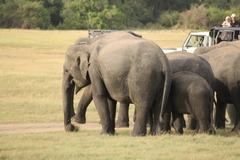 Elephas maximus maximus