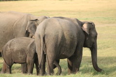 Elephas maximus maximus