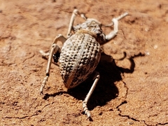 Ophryastes tuberosus