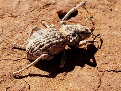 Ophryastes tuberosus