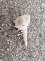 Murex acanthostephes