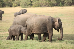 Elephas maximus maximus