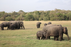 Elephas maximus maximus