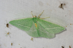 Chlorosea banksaria