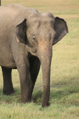 Elephas maximus maximus