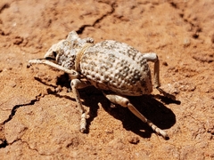 Ophryastes tuberosus