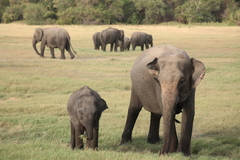 Elephas maximus maximus