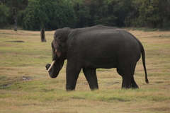 Elephas maximus maximus