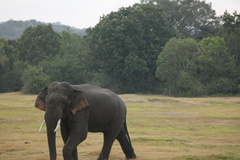 Elephas maximus maximus