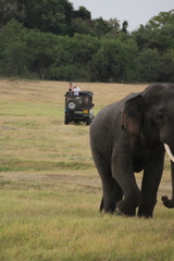 Elephas maximus maximus