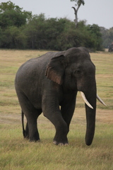 Elephas maximus maximus