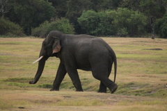 Elephas maximus maximus