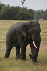 Elephas maximus maximus