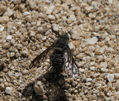 Conophorus fenestratus