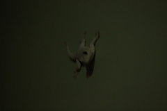 Hemidactylus leschenaultii