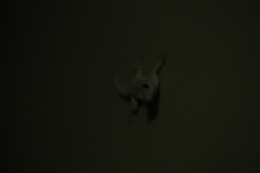 Hemidactylus leschenaultii