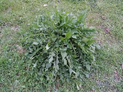 Mantisalca salmantica