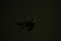 Hemidactylus leschenaultii