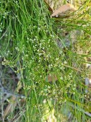 Platysace heterophylla heterophylla