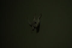 Hemidactylus leschenaultii