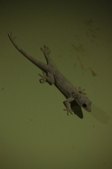 Hemidactylus leschenaultii