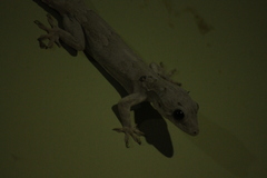 Hemidactylus leschenaultii