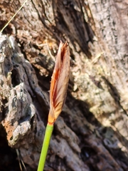 Patersonia occidentalis