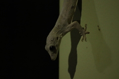 Hemidactylus leschenaultii