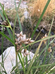 Bolboschoenus maritimus paludosus