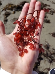 Botryocladia pseudodichotoma