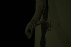 Hemidactylus leschenaultii