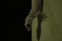 Hemidactylus leschenaultii