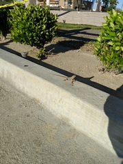 Sceloporus occidentalis